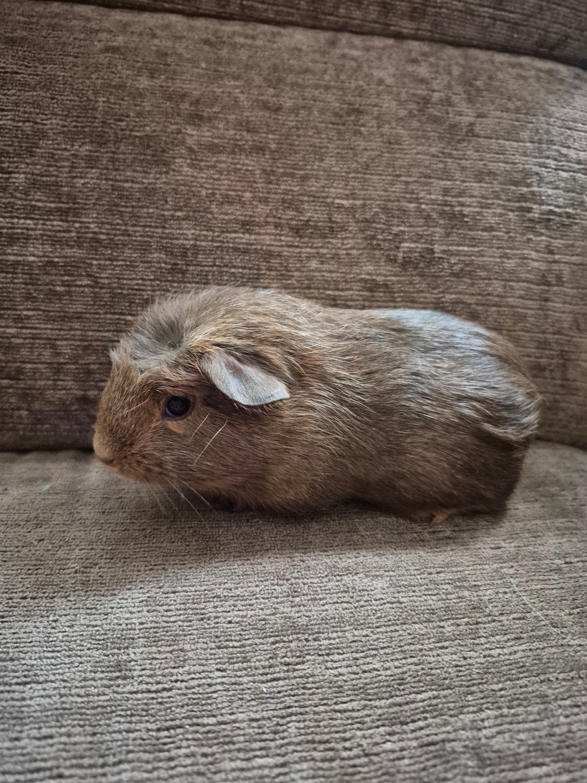 mooi zeugje met kruin 16-6-2026, Dieren en Toebehoren, Knaagdieren, Cavia, Juni, Vrouwelijk, Tam