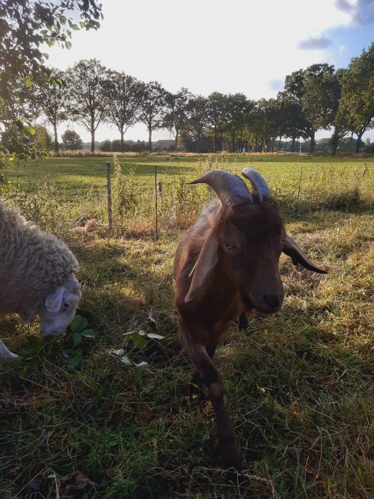 Dekbokken, dekbok kruising Nubisch, Dieren en Toebehoren, Schapen, Geiten en Varkens, Geit, Mannelijk, 0 tot 2 jaar