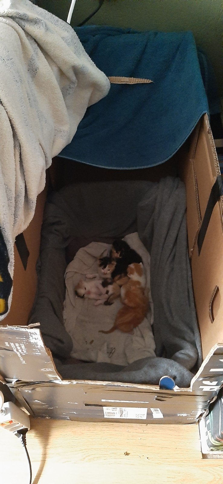 Prachtige kittens Keltische Korthaar 6 juni 2026, Dieren en Toebehoren, Katten en Kittens | Raskatten | Korthaar, Meerdere dieren