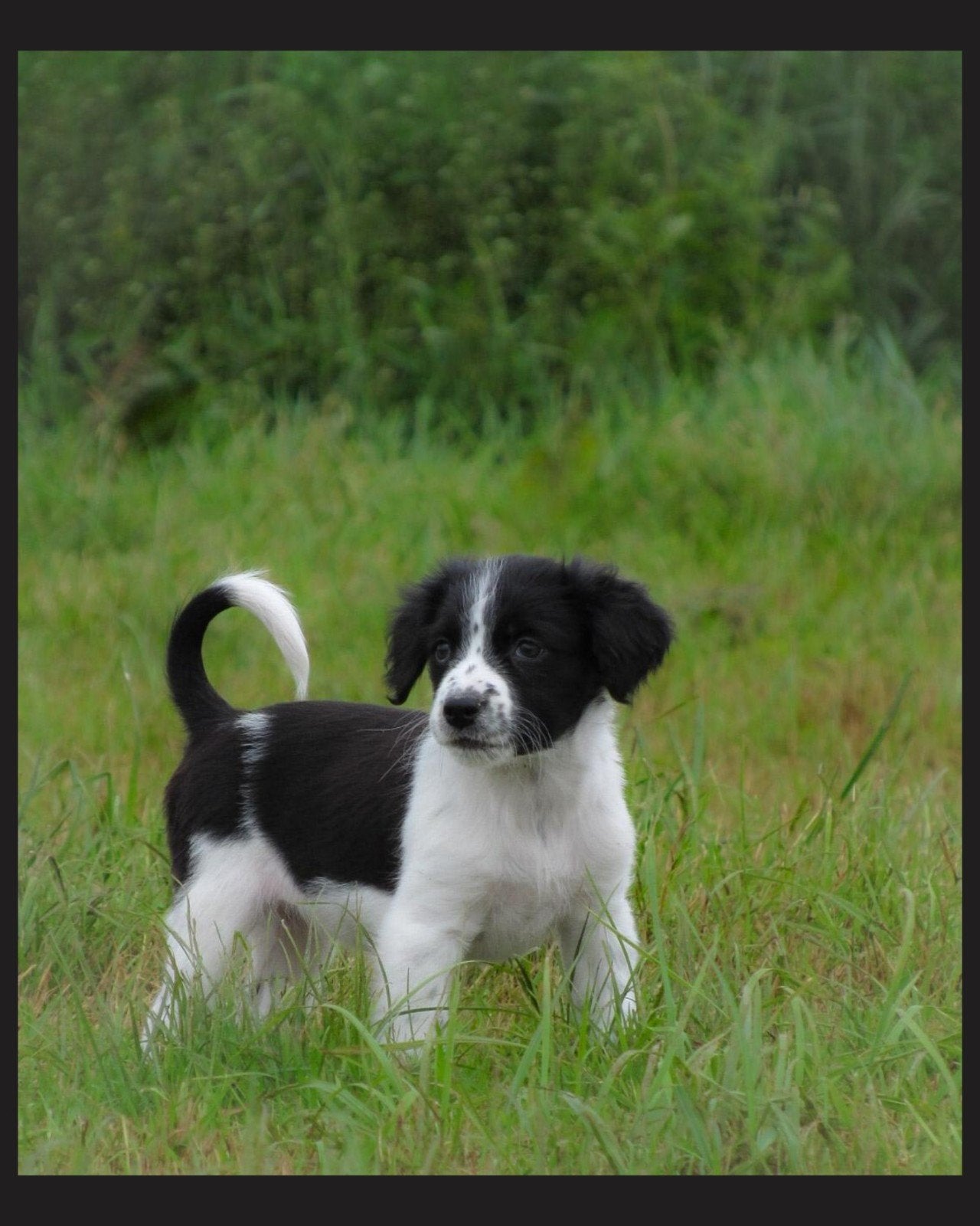 Voor deze lieve kruising kooiker pups zoeken wij baasjes!, Dieren en Toebehoren, Honden | Retrievers, Spaniëls en Waterhonden