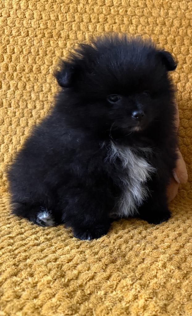Pomeriaan/ Pomerianen pup Reutje te koop, Dieren en Toebehoren, Keeshond, Reu, 8 tot 15 weken, Parvo