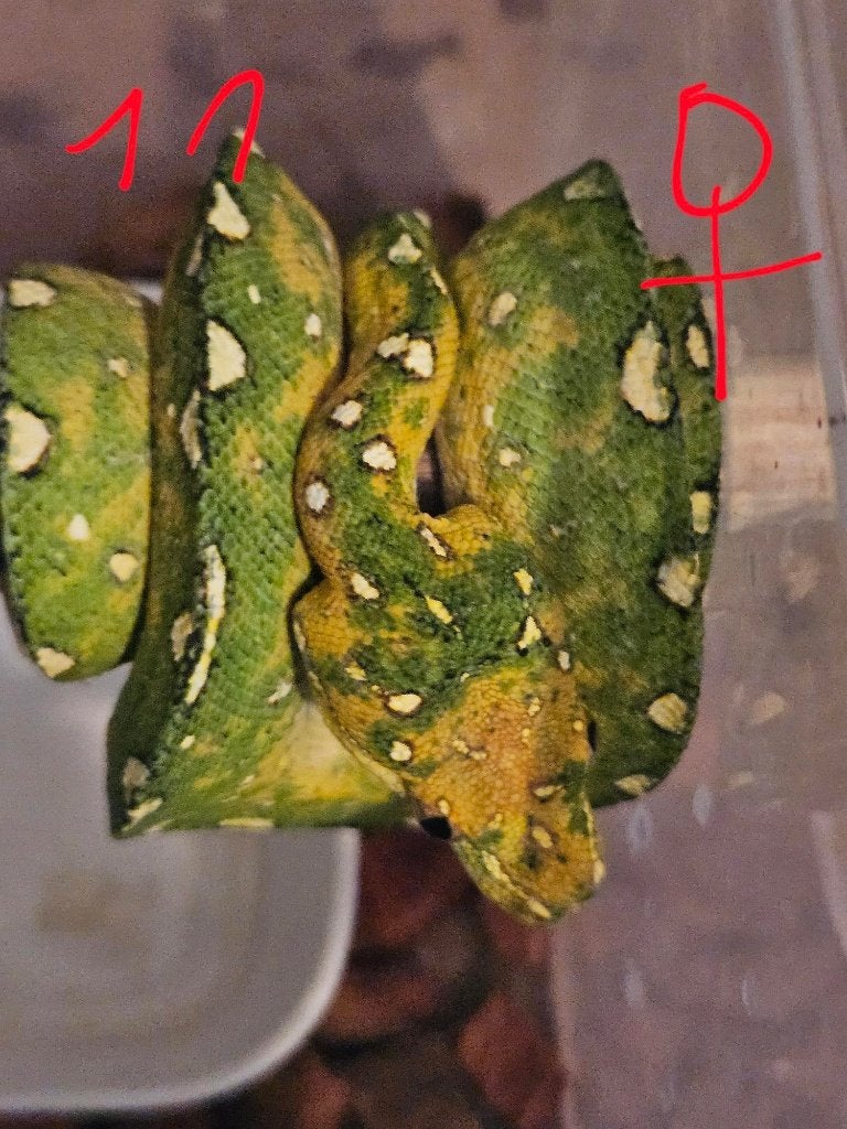 reservation pourSnakeday  Morelia viridis biak 04.10 Green Tree Python photo 7