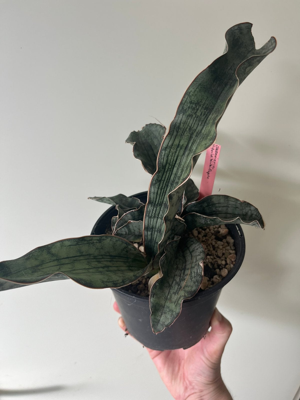 Sansevieria kirkii pepito hybrid, Ophalen, Halfschaduw, Minder dan 100 cm