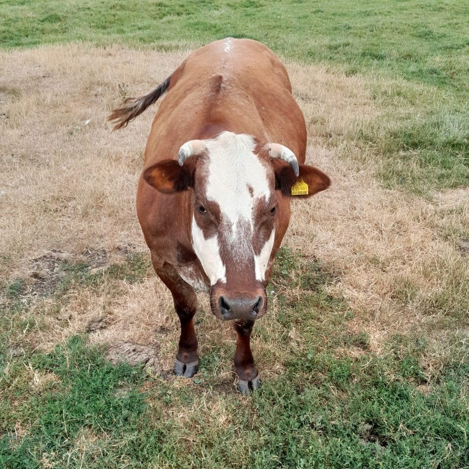 4 jarige verbeterd roodbonte koe, Vrouwelijk, 3 tot 6 jaar