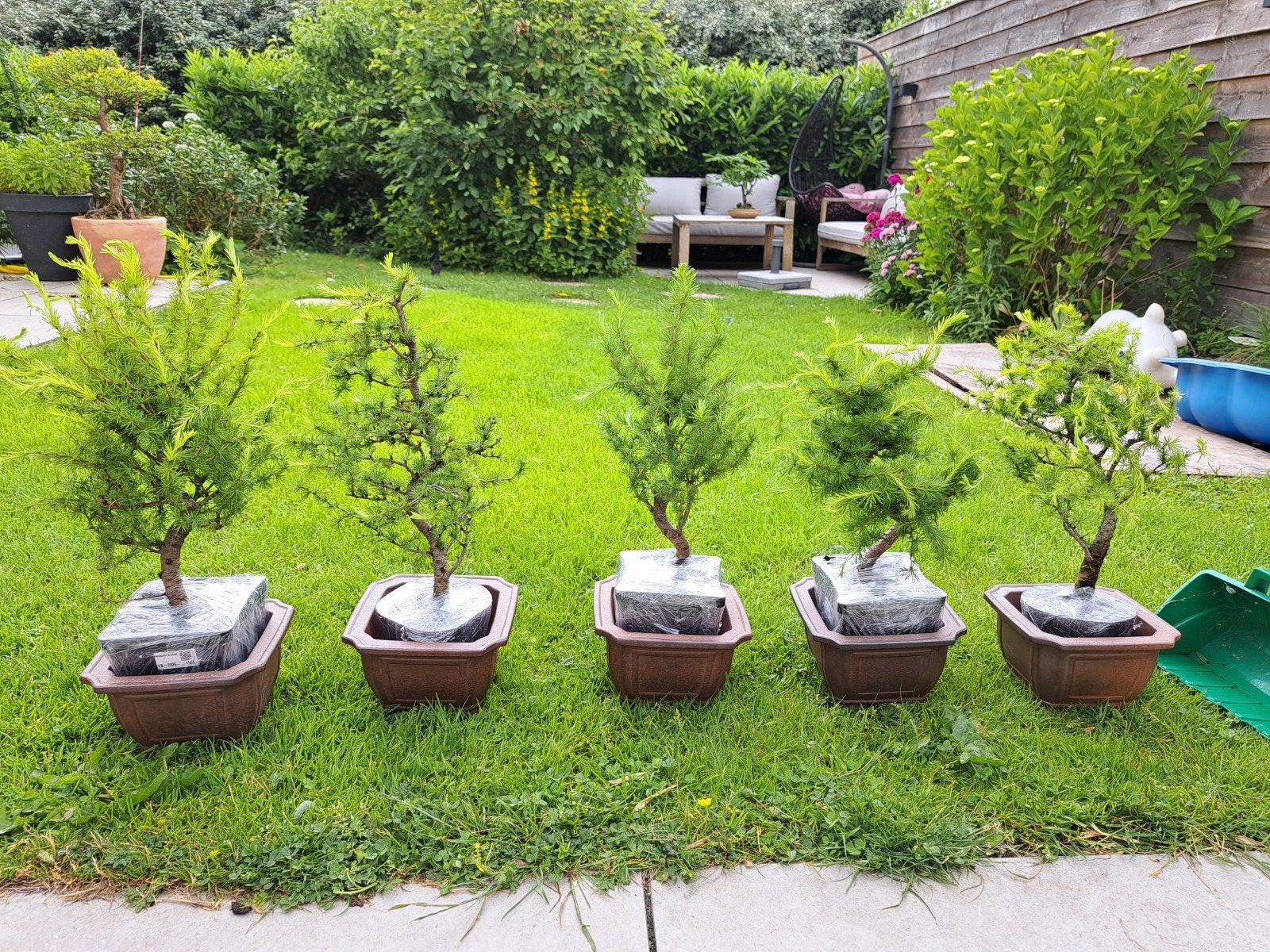 Larix Bonsai met prachtige nieuwe bonsaischaal, Ophalen of Verzenden