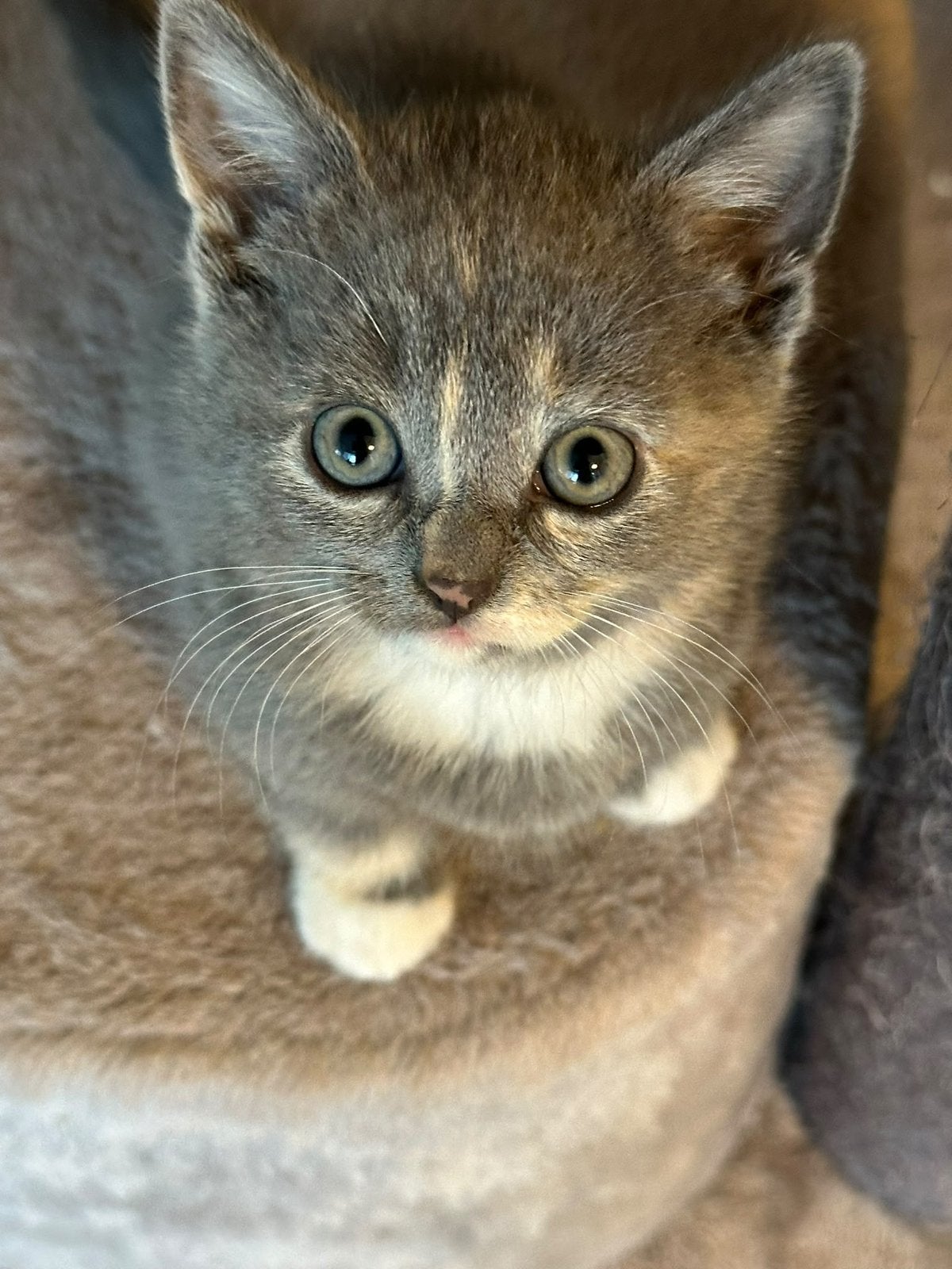 6 Schattige Kittens Zoeken Een Liefdevol Thuis