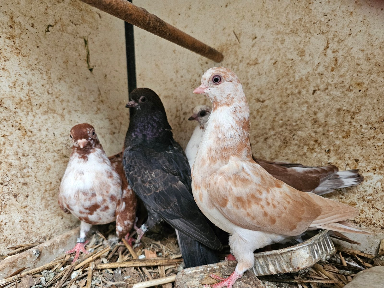 Portugese tuimelaars, Dieren en Toebehoren, Vogels | Duiven, Meerdere dieren, Tuimelaar of Roller