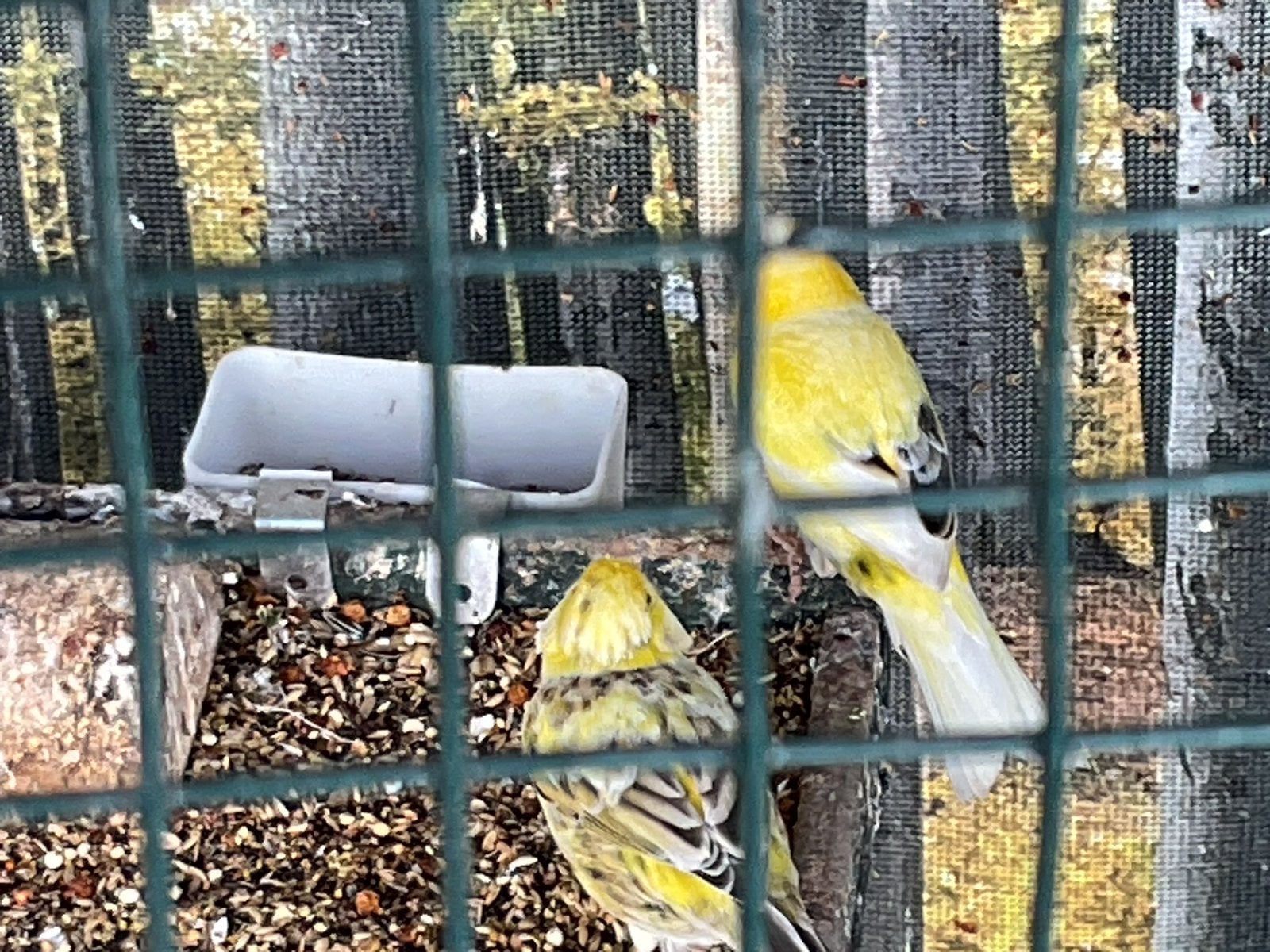 London Fancy kanaries, Dieren en Toebehoren, Vogels | Kanaries, Meerdere dieren, Kleurkanarie