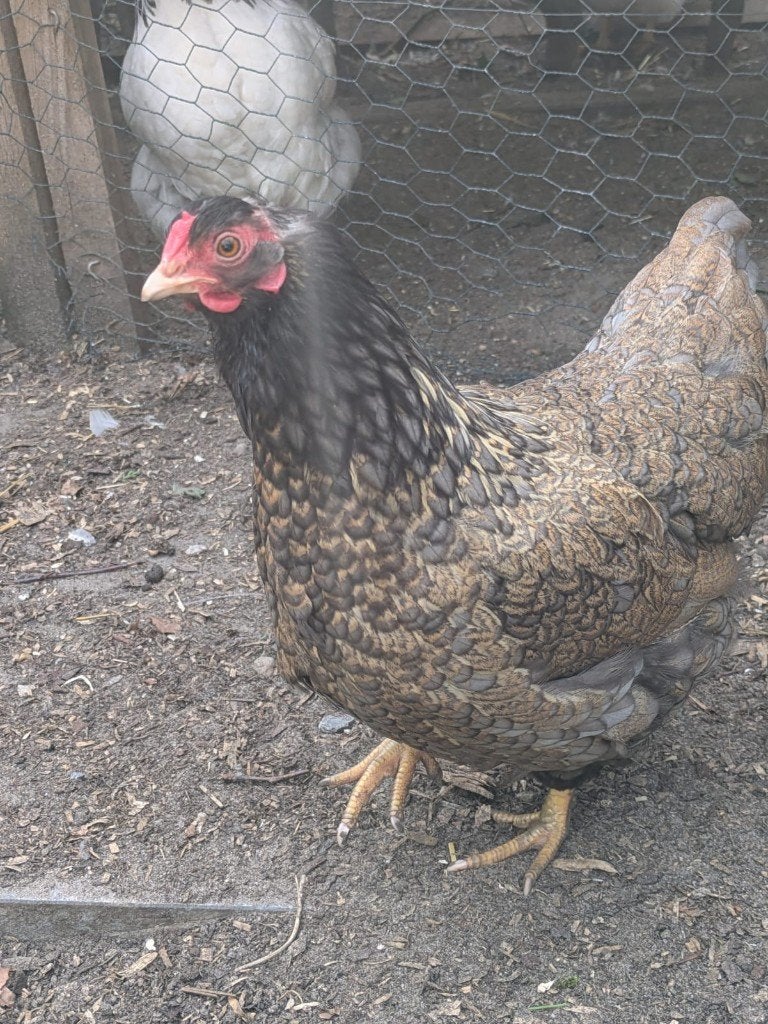 Wyandotte kriel hen, Dieren en Toebehoren, Pluimvee, Vrouwelijk, Kip