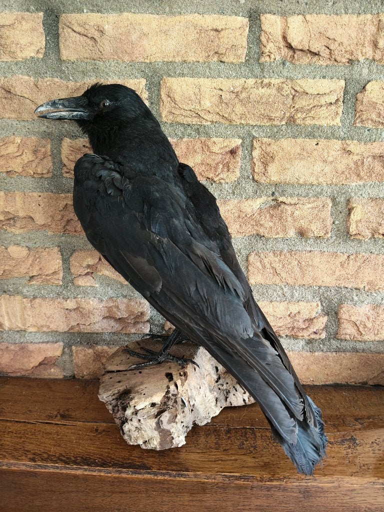 (90) Opgezette kraai, Verzamelen, Ophalen of Verzenden, Zo goed als nieuw, Vogel, Opgezet dier