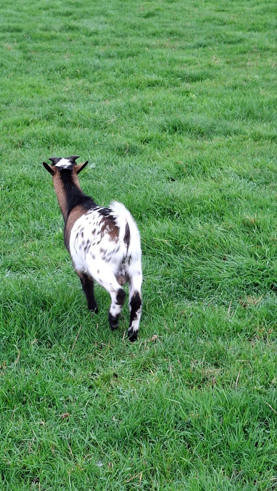 geit en geite bokje., Dieren en Toebehoren