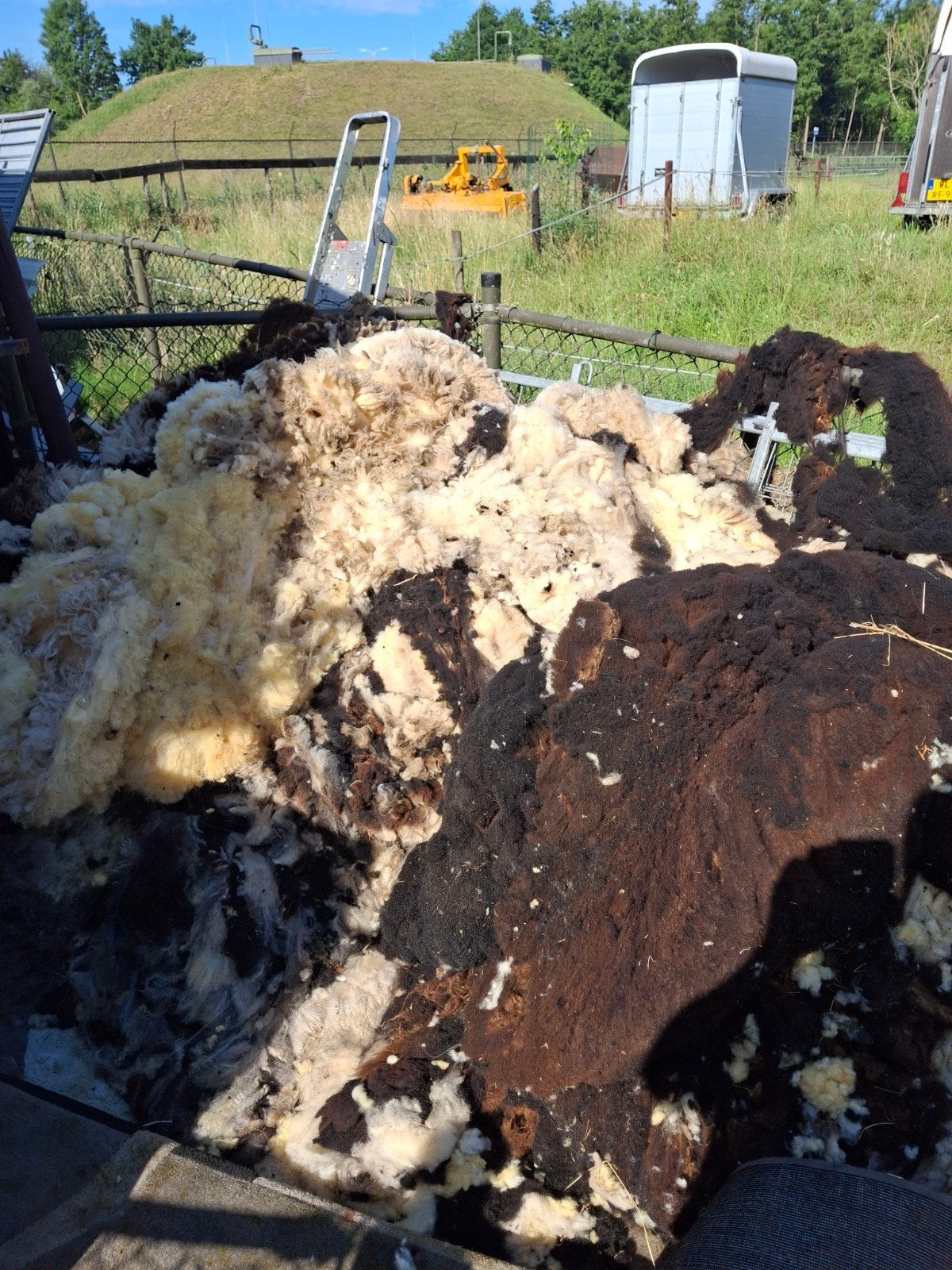 Schapenwol, Geslacht onbekend, Schaap