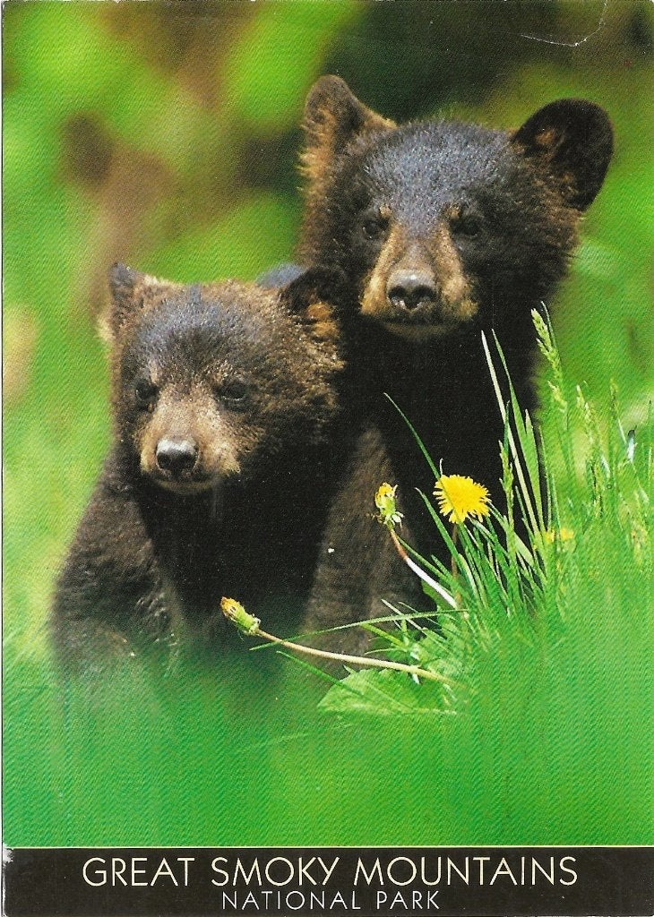 Ansichtkaart  	Great Smoky Mountains National Park (USA), Verzenden, 1980 tot heden, Gelopen, Buiten Europa