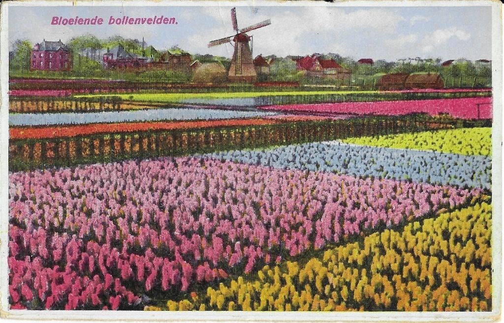 Bollenvelden, molen, huizen, hyacinten, bloeiend bollenveld, Verzamelen, Ansichtkaarten | Nederland, Verzenden, 1920 tot 1940