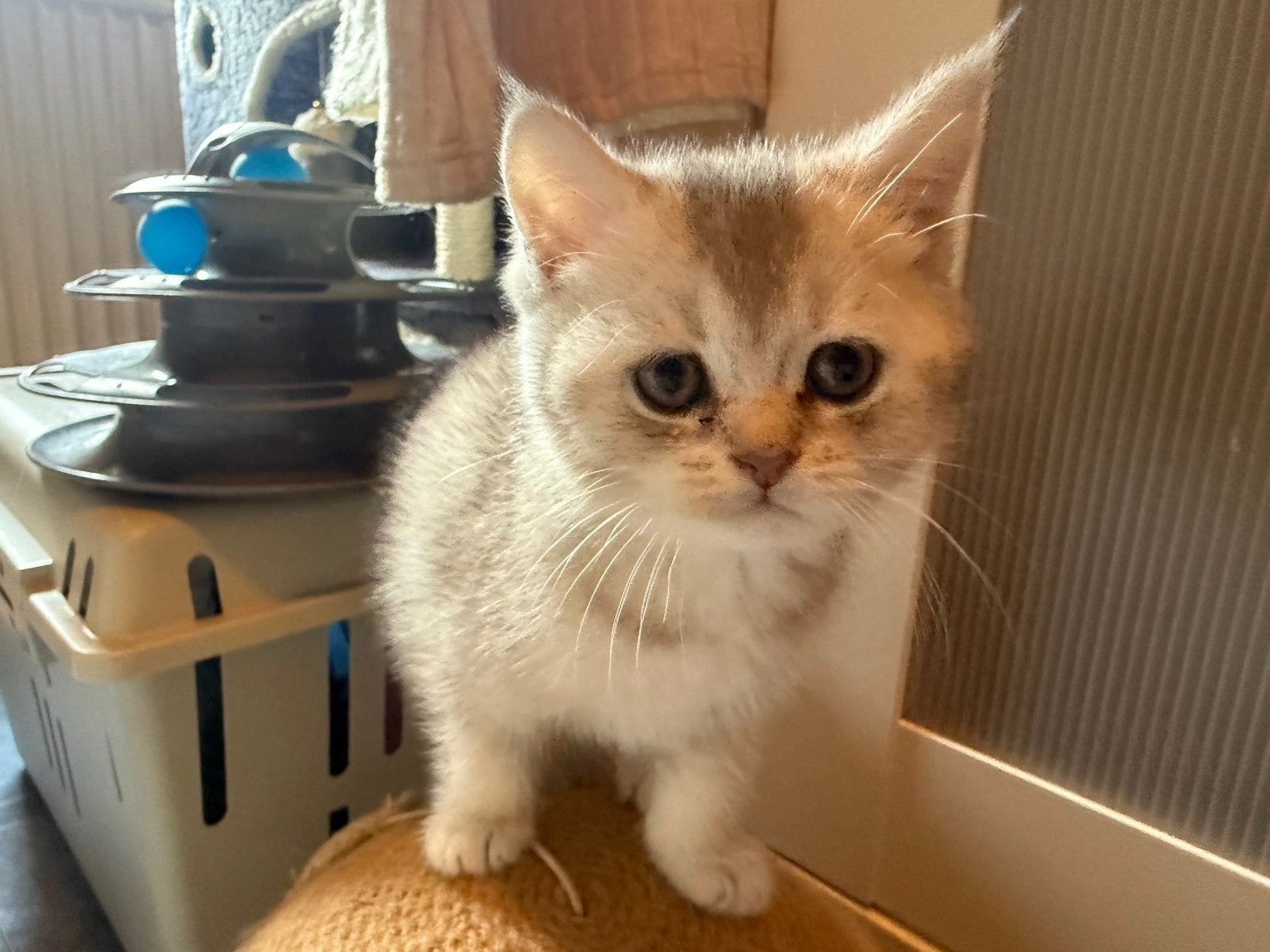 4 practige volle britse korthaar kittens, Meerdere dieren, Ontwormd