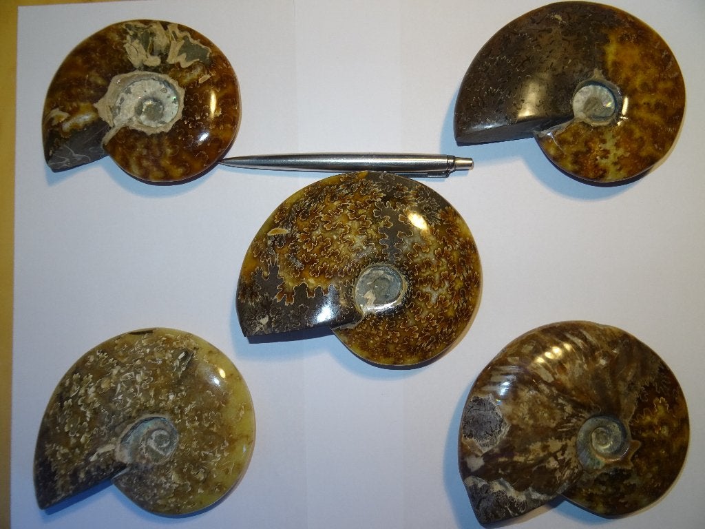 5 Stuks Ammoniet cleoniceras, Ophalen of Verzenden, Fossiel