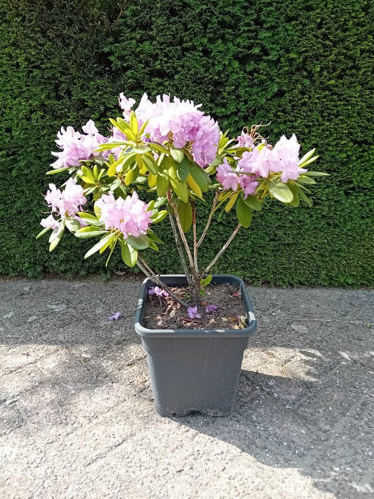 Rhododendron Catawbiense grandiflorum, Vaste plant, Halfschaduw, Lente, Ophalen