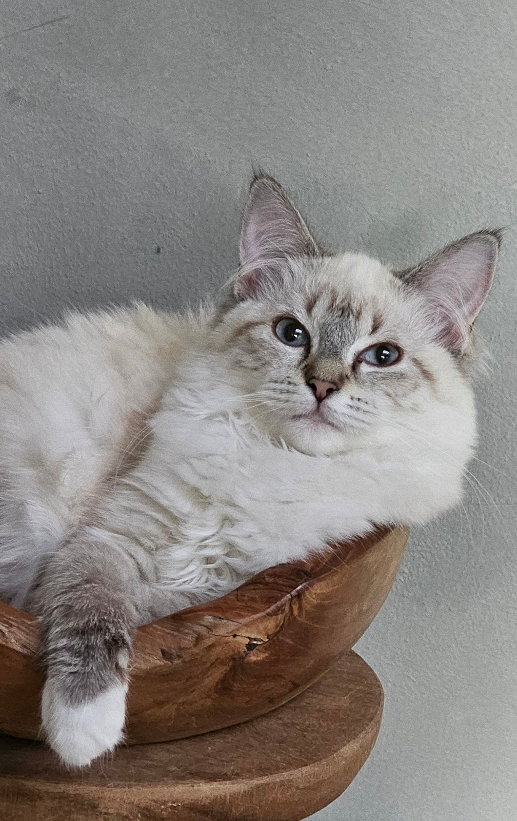 Seal lynx point mitted Ragdoll met Stamboom poesje, Poes, Met stamboom
