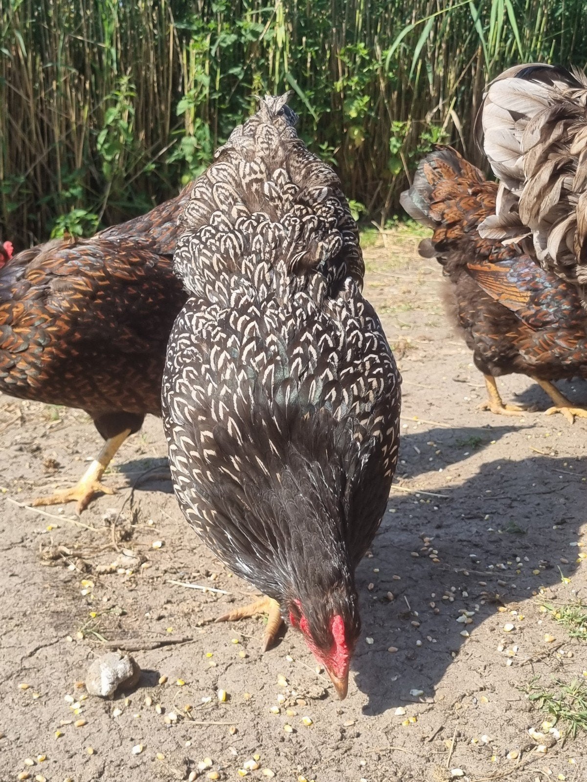 Barnevelder zilver dubbel gezoomd, Dieren en Toebehoren, Pluimvee, Vrouwelijk, Kip