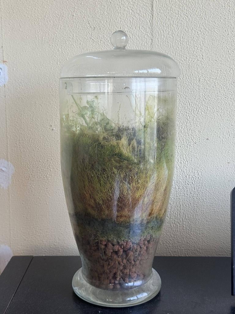 Duo Set Grote Planten Terraria | Ecosystemen in Glas 2 Stuks, Huis en Inrichting, Kamerplanten, Ophalen, Overige soorten, Halfschaduw