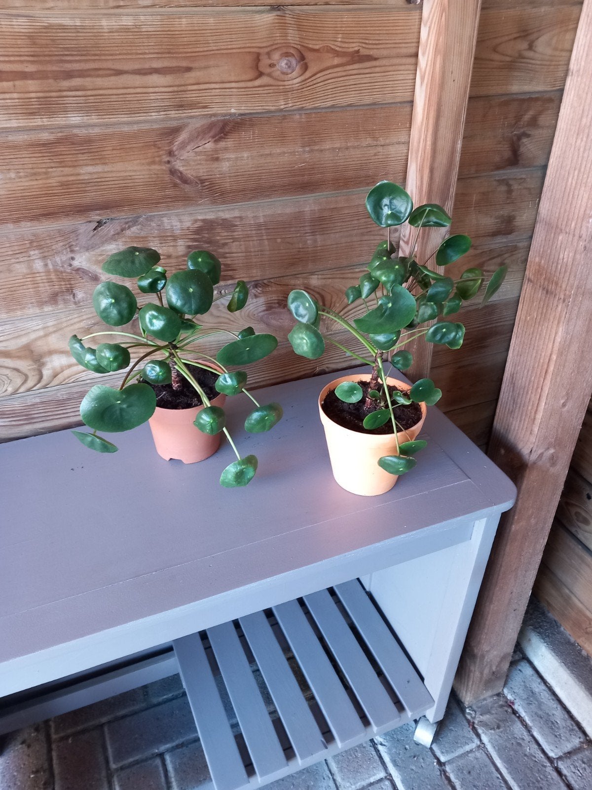 2 pannekoek planten, Ophalen, Halfschaduw, Minder dan 100 cm