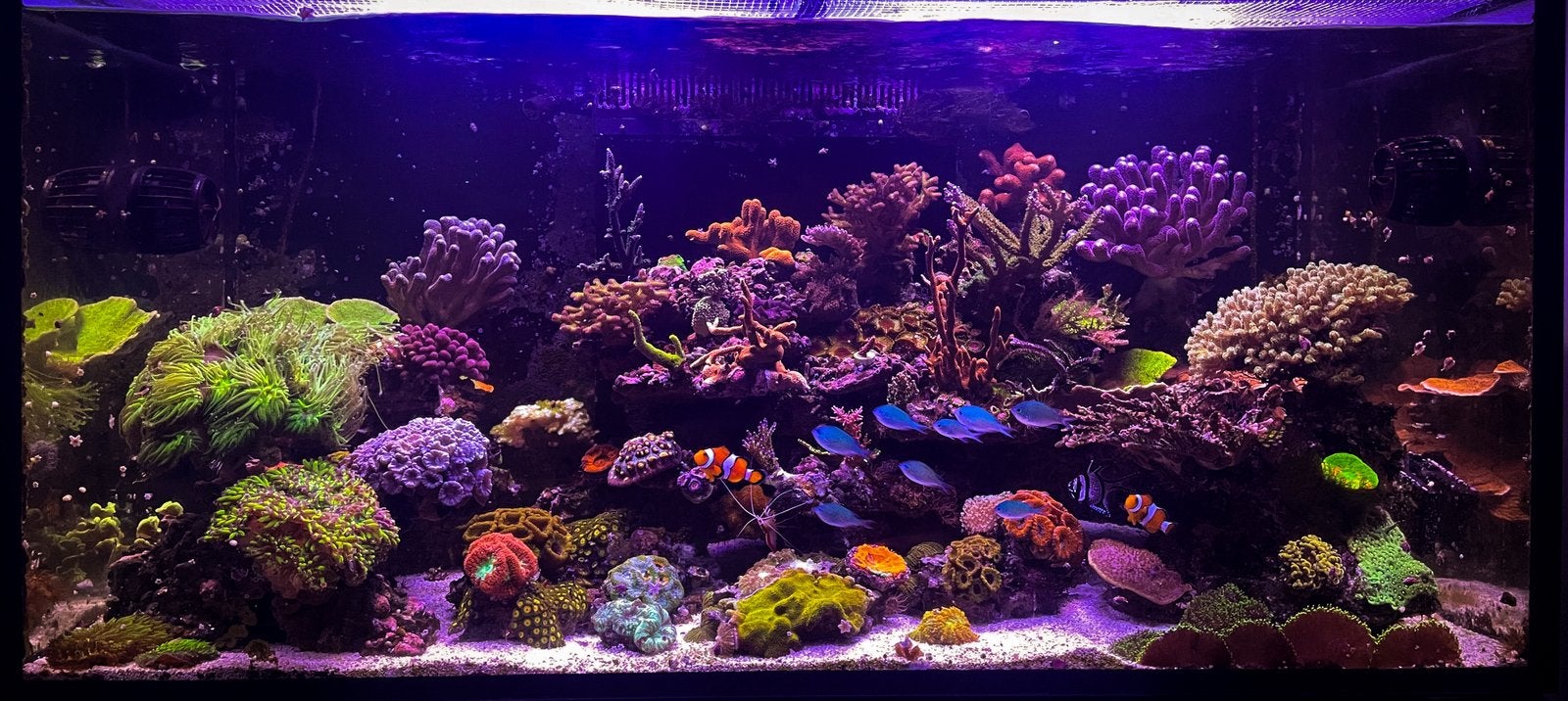 Koraal stekken voor hobbyprijzen!, Dieren en Toebehoren, Ophalen, Zo goed als nieuw, Plant(en), Steen of Hout