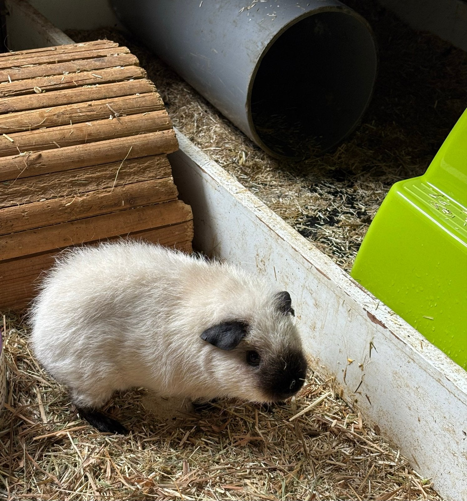 Rex California beertje, Dieren en Toebehoren, Knaagdieren, Mei