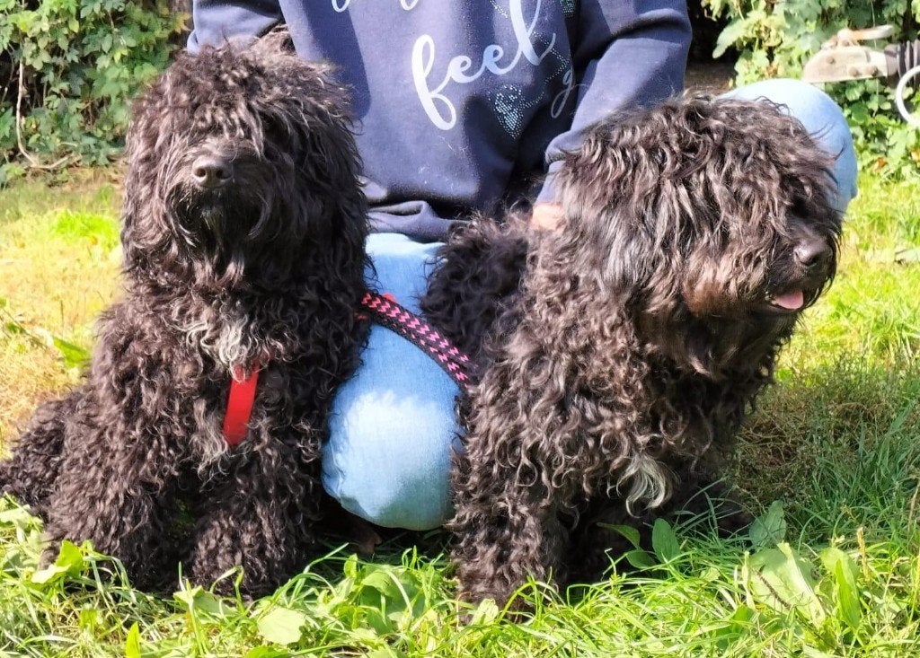 Puli pups, Dieren en Toebehoren, Particulier, 15 weken tot 1 jaar, Buitenland, Meerdere