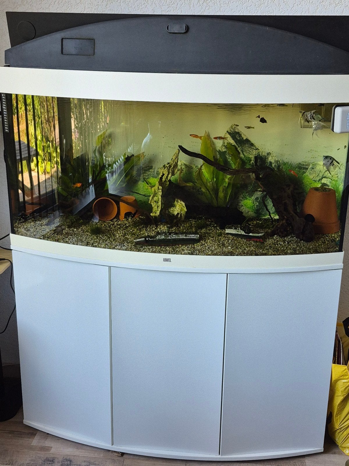te koop subtropisch aquarium, Ophalen, Inclusief vissen, Gebruikt