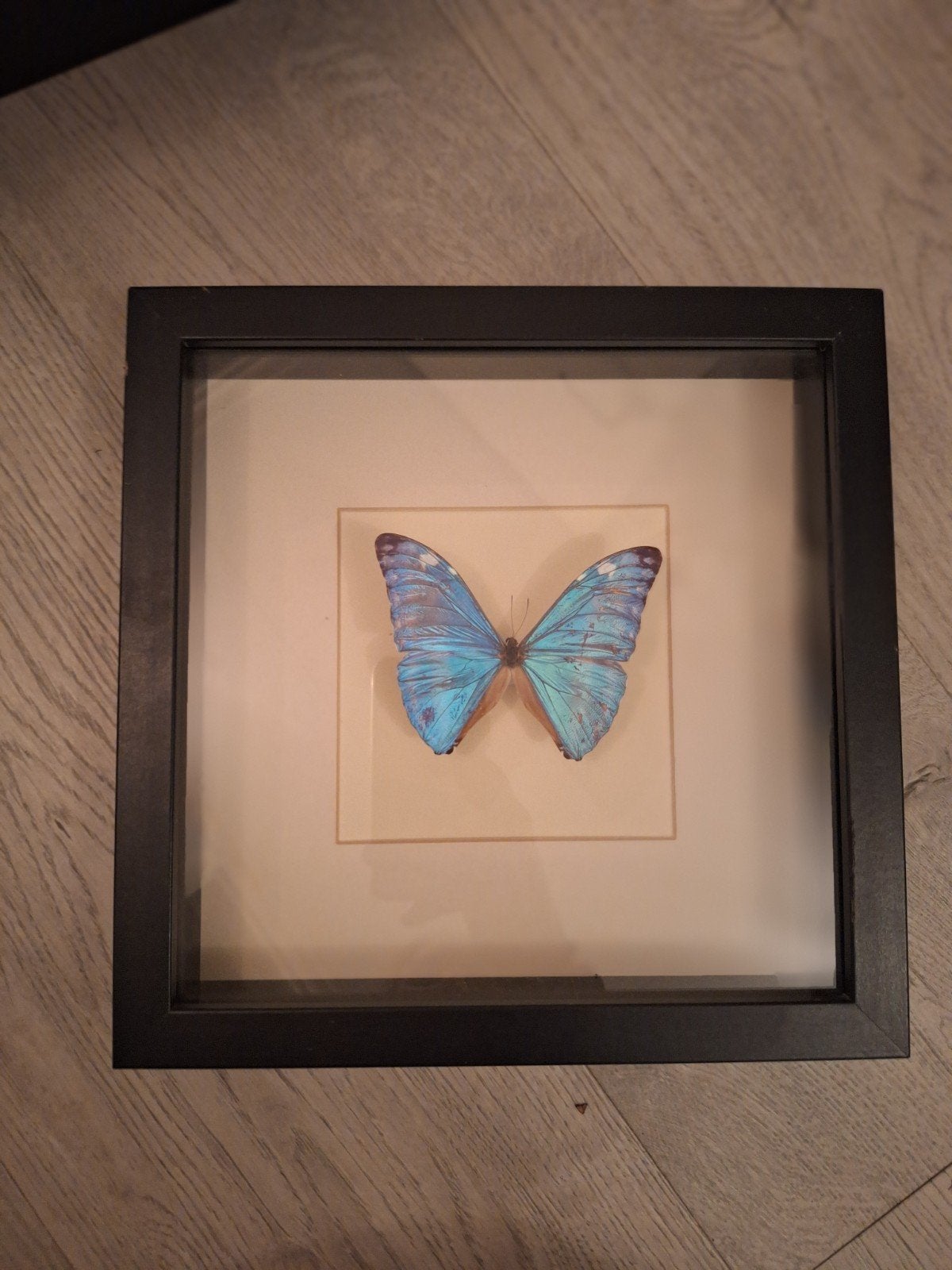 Vlinder in lijst. Morpho Adonis., Ophalen of Verzenden, Nieuw, Insect, Opgezet dier