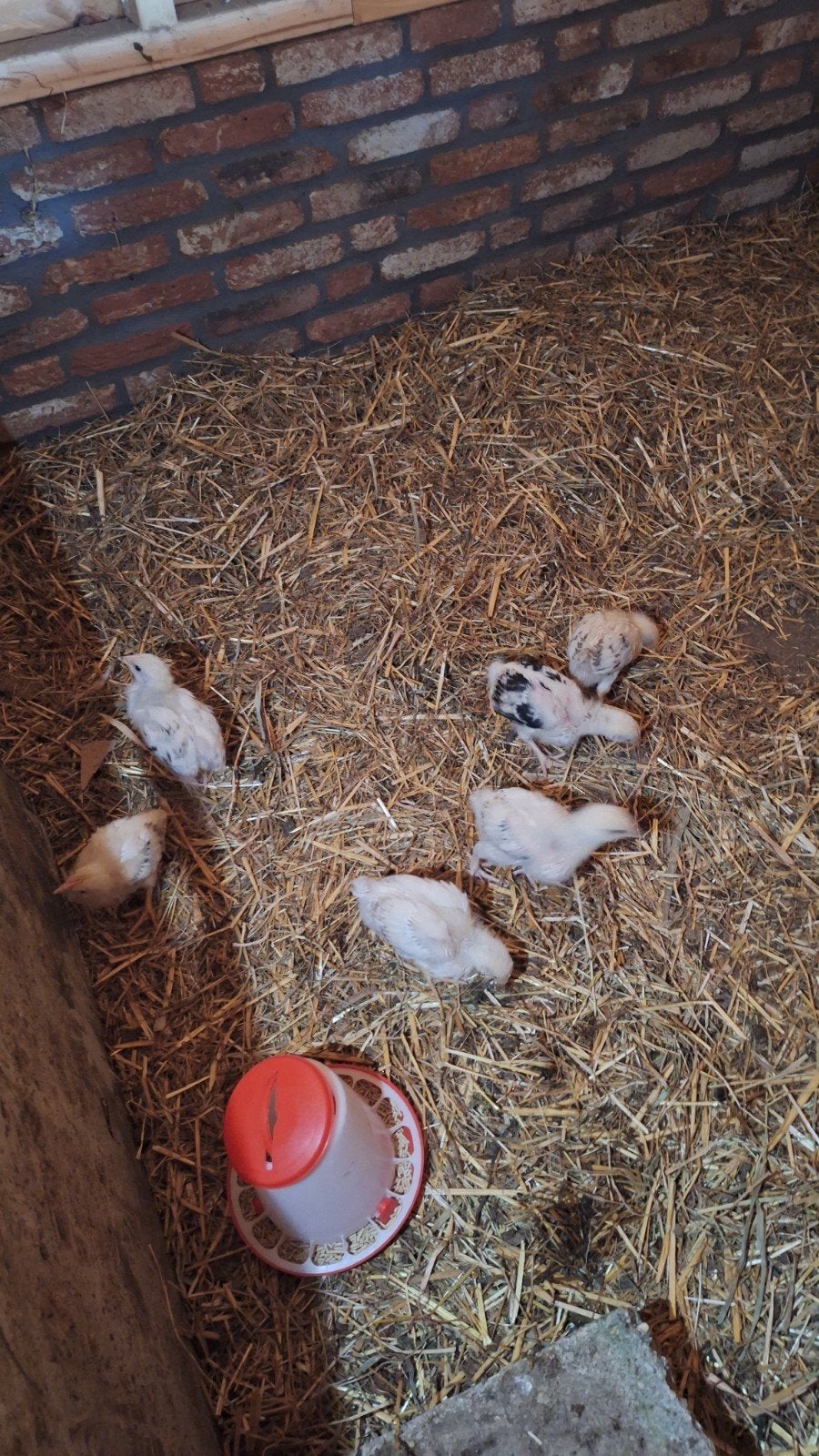 Sussex kippen kuikens te koop, Geslacht onbekend, Kip