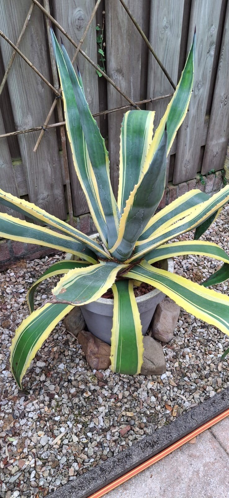 mooie Agave, Tuin en Terras, Ophalen, Overige soorten, Halfschaduw