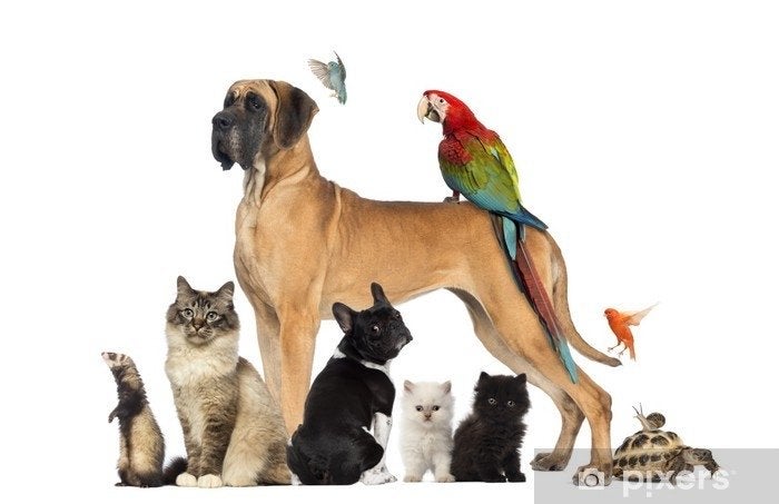 Dierenverzorger / oppas vakantie, Ophalen