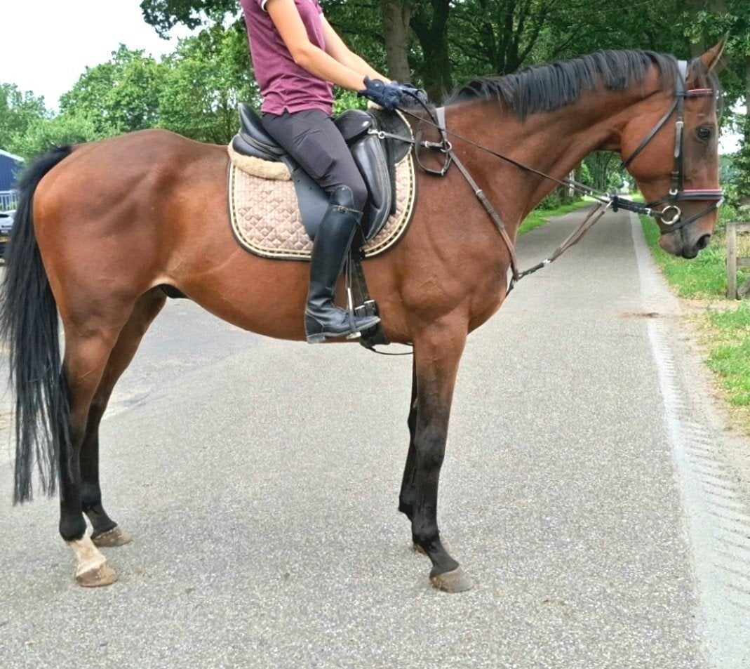 Topbrave 10 jr ruin 1,67m (recreatie-manege-sport), Ruin, 7 tot 10 jaar, Met stamboom, B