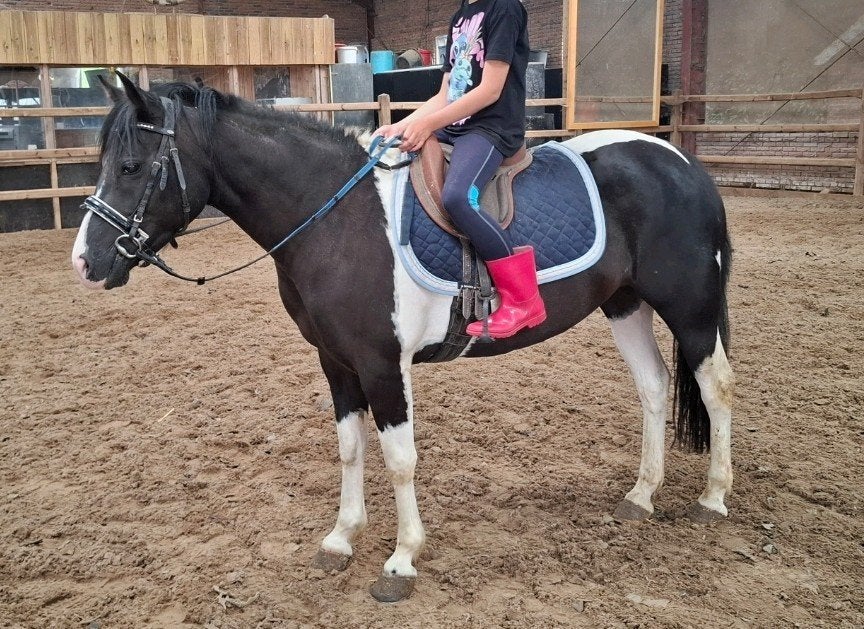 Brave simpel gereden 7 jr C pony 1,35 mtr, Dieren en Toebehoren, Pony's, B, C pony (1.27m tot 1.37m), 7 tot 10 jaar, Recreatiepony