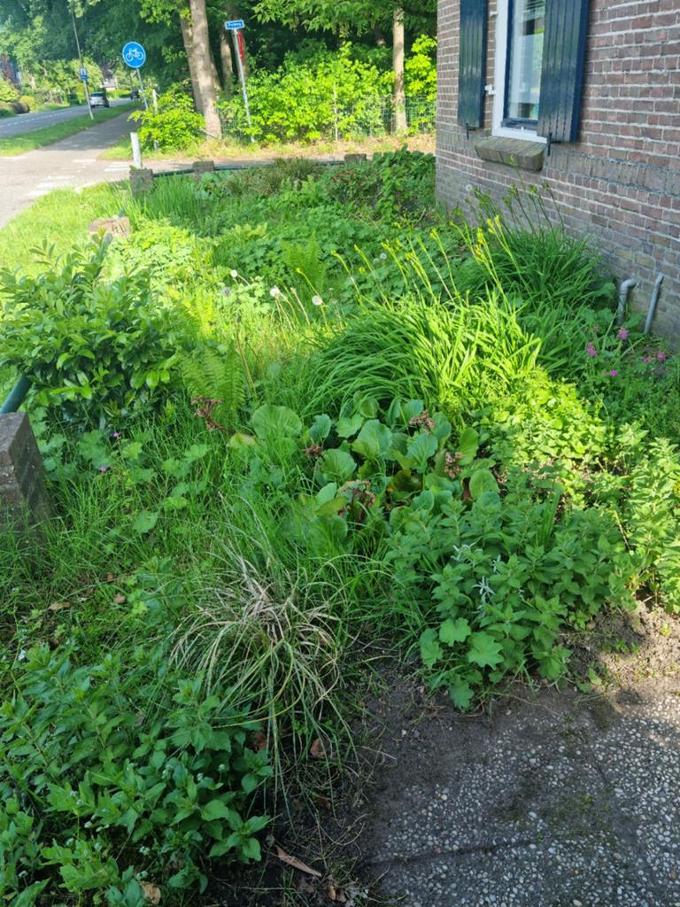 Diverse verschillende tuinplanten, nu goed over te planten!, Tuin en Terras, Planten | Tuinplanten, Overige soorten, Vaste plant