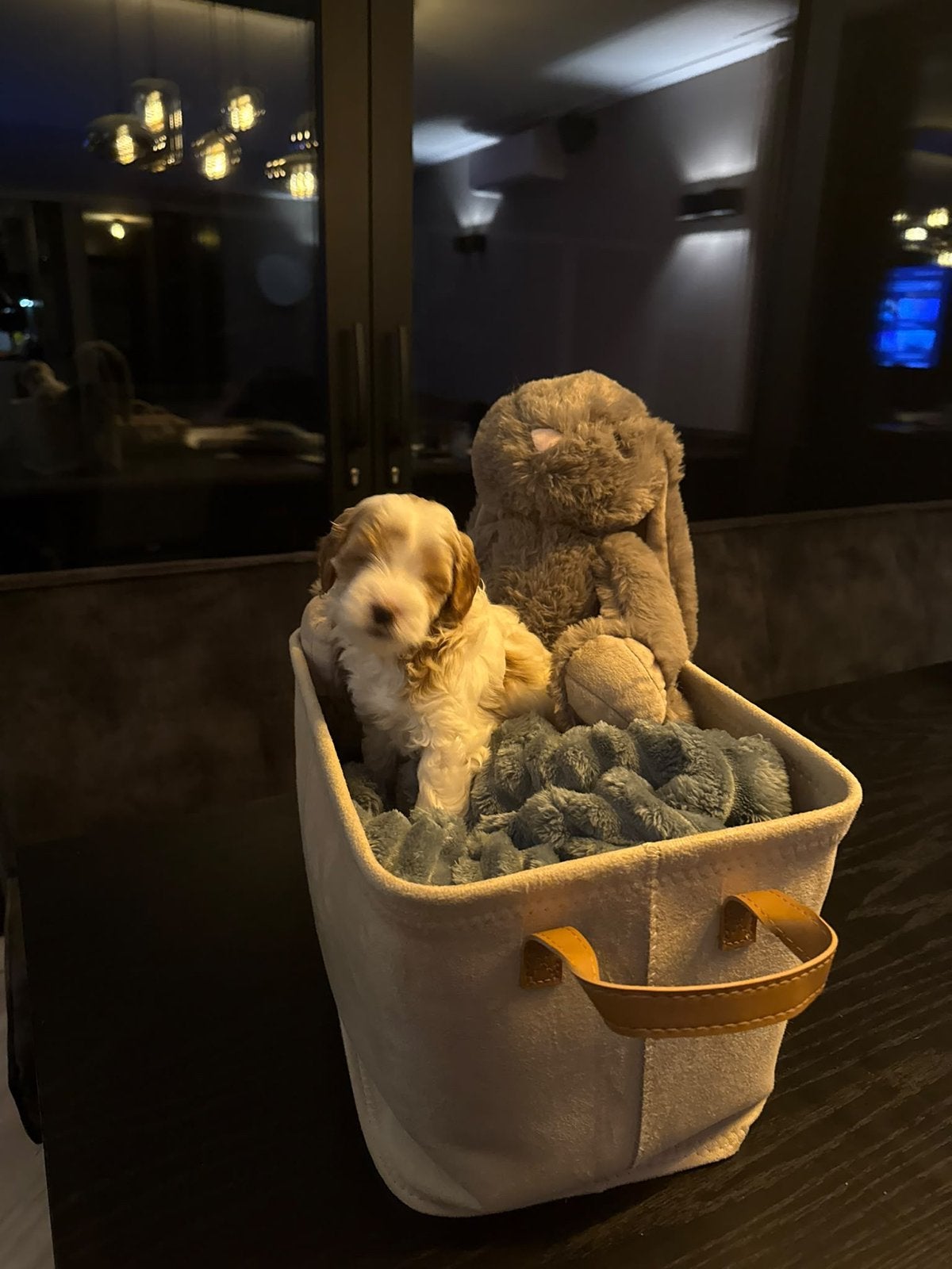 Australian labradoodle, Dieren en Toebehoren, 8 tot 15 weken, Meerdere, Meerdere dieren, Klein