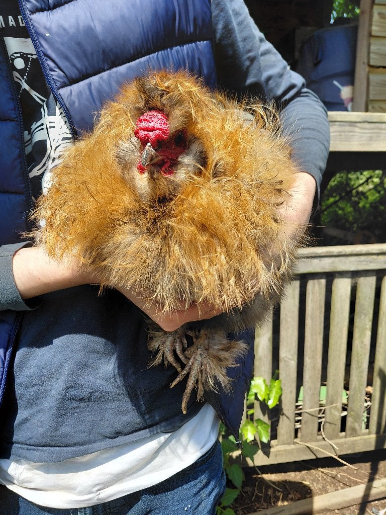 Zijdehoen haantje half jaar mix krulveer, Mannelijk, Kip
