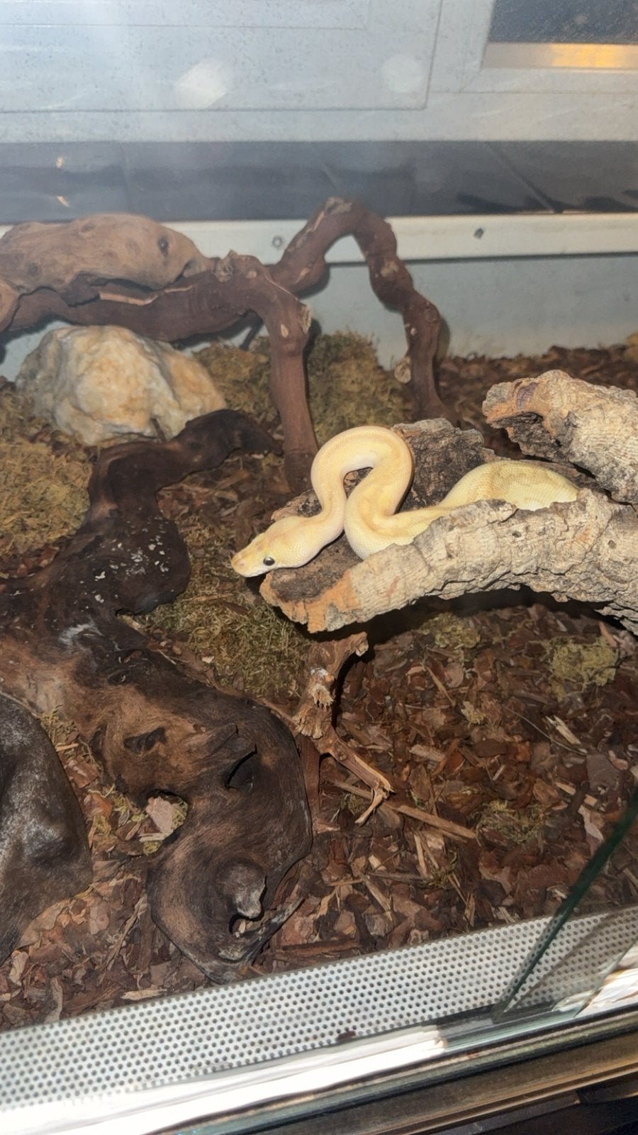 Ball pythons met terrariums Ball Python photo 5