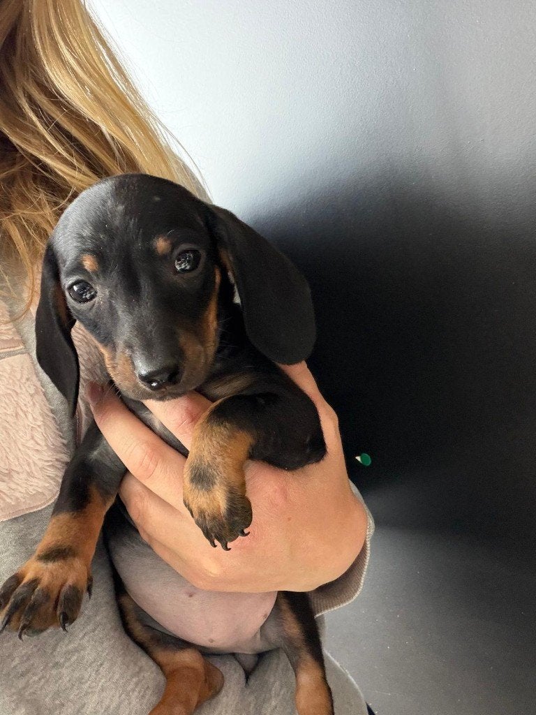 Nestje dwerg teckels korthaar merle , zwart, Dieren en Toebehoren, Parvo, België, Particulier, 8 tot 15 weken