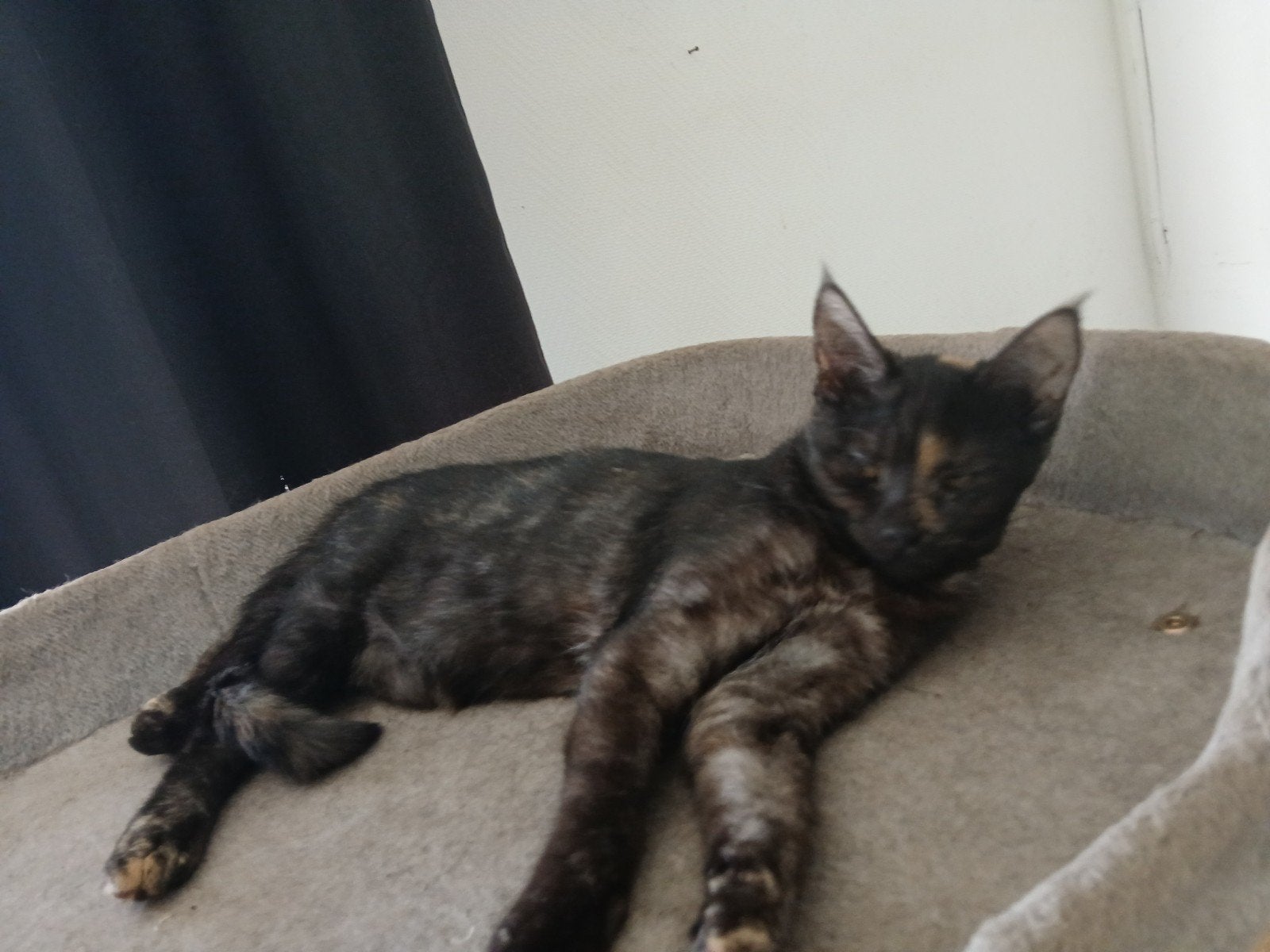 X maine coon poes en kater, Meerdere dieren, 0 tot 2 jaar