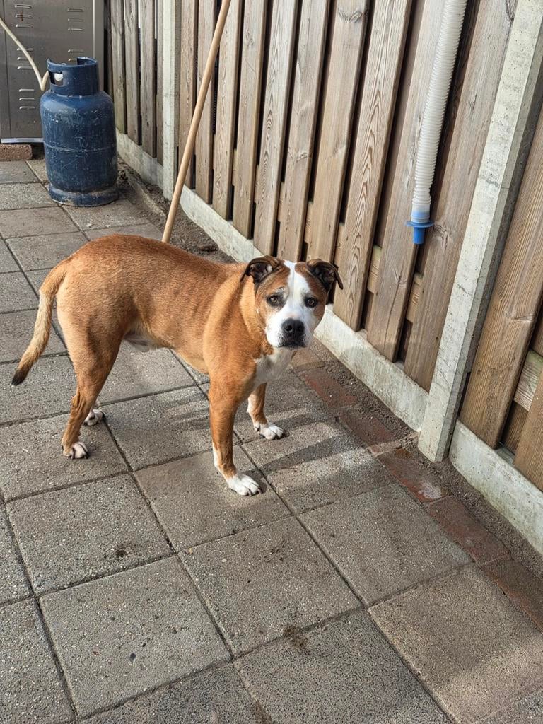 Stafford mix(reu) en bully is herplaatst, Dieren en Toebehoren, Overige rassen, Meerdere, Meerdere dieren, 3 tot 5 jaar