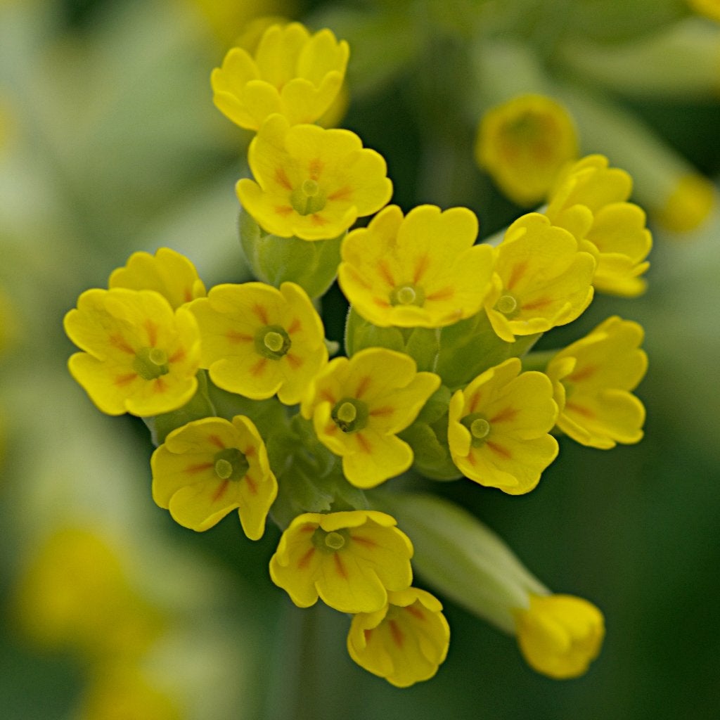 Zaden gulden sleutelbloem (Primula veris) - inheems bio, Ophalen of Verzenden, Najaar, Halfschaduw, Zaad