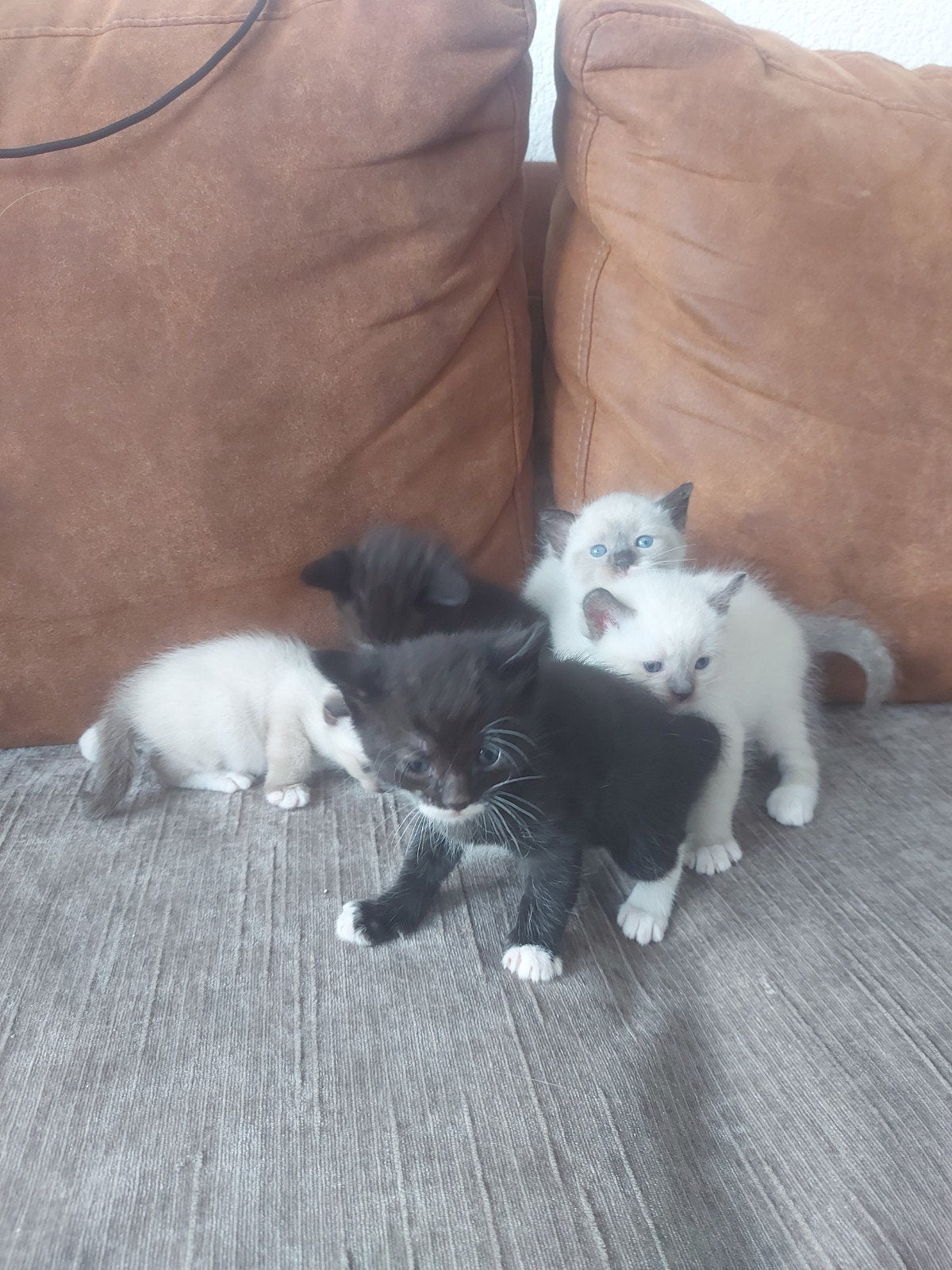 X Ragdoll kittens, Dieren en Toebehoren