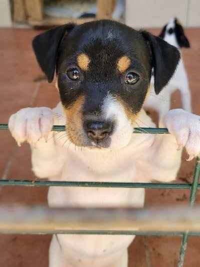 ACE: Georgina is een actieve kleinere hond, Particulier, Overige rassen, 8 tot 15 weken, Buitenland