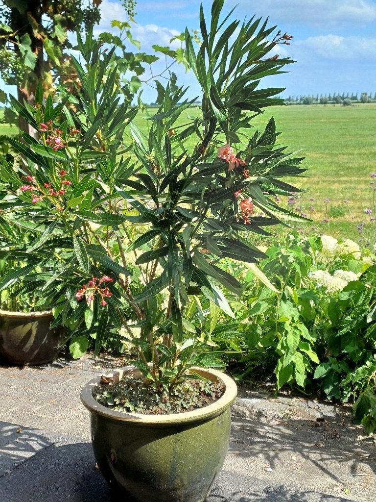 mooie oleanders, Volle zon, Vaste plant, Zomer, Ophalen
