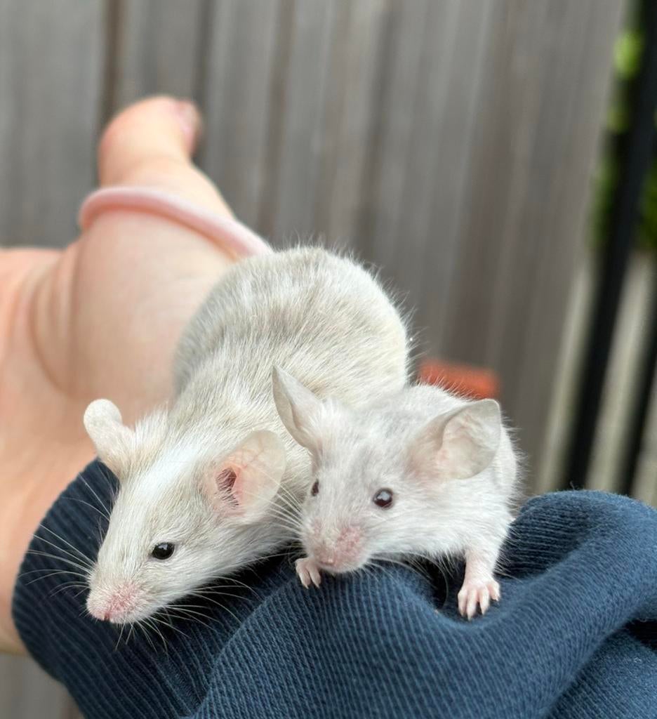 Lieve tamme kleurmuizen (vrouwelijk), Dieren en Toebehoren, Knaagdieren, Maart, Muis, Vrouwelijk, Tam