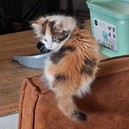 Maine coon kittens, Dieren en Toebehoren, Katten en Kittens | Raskatten | Langhaar, Meerdere dieren, Gechipt, Ontwormd