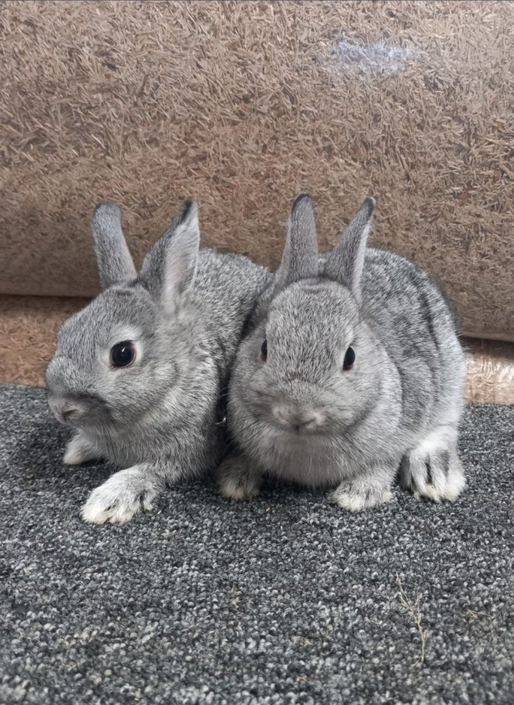 Te koop 2 mooie rammetjes kleurdwerg chinchilla, Mannelijk, Dwerg, 0 tot 2 jaar