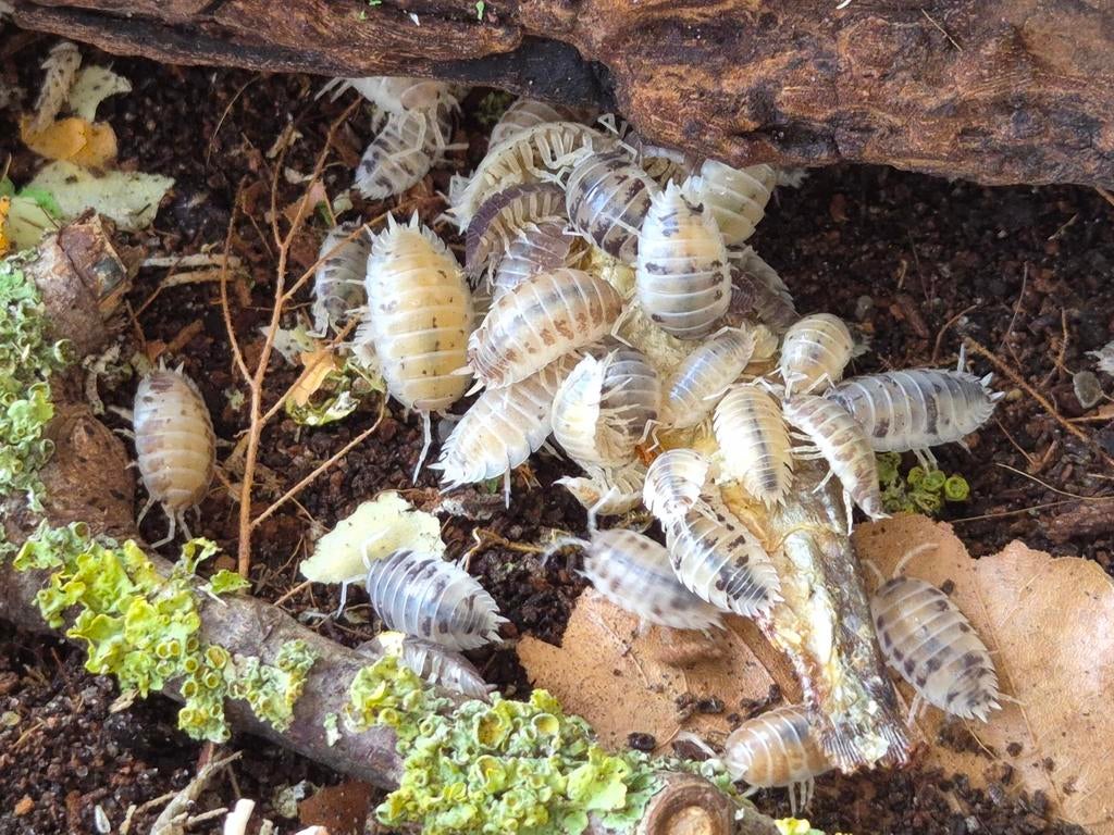 Porcellio laevis dairycow/ panda, Dieren en Toebehoren, Insecten en Spinnen, Overige soorten